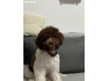 lagoto-romanjolo-stenci-lagotto-romagnolo-small-0