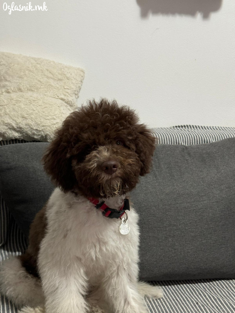 lagoto-romanjolo-stenci-lagotto-romagnolo