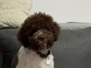 lagoto-romanjolo-stenci-lagotto-romagnolo