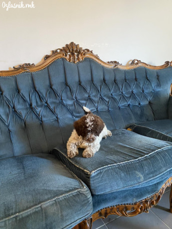 lagoto-romanjolo-stenci-lagotto-romagnolo-big-2