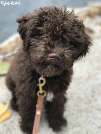 lagoto-romanjolo-stenci-lagotto-romagnolo-big-4